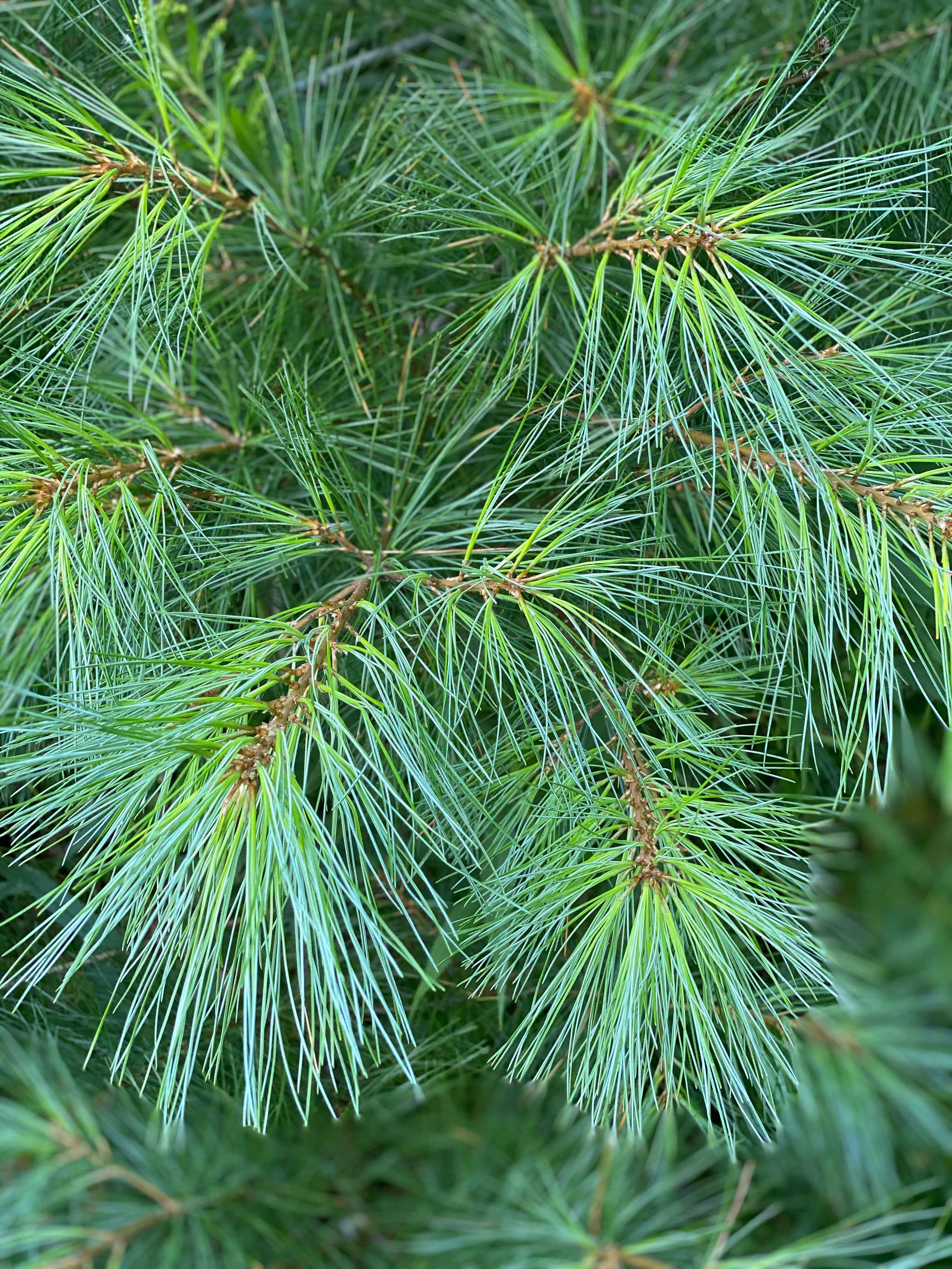 Fraser Fir  Murray Hill Farm